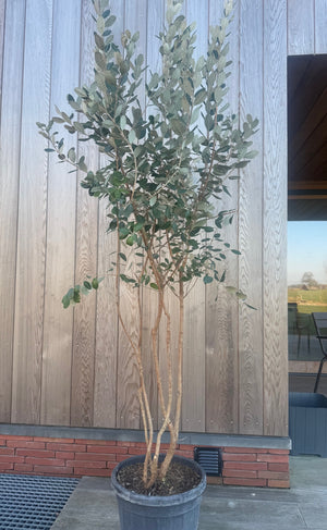 Meerstammige 150-175 cm