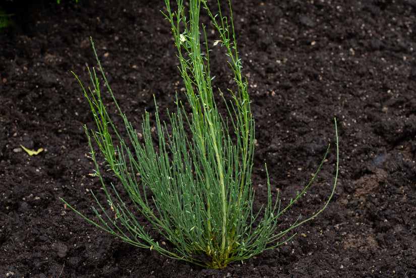 Brem struik Cytisus praecox in C3 pot 30-40 cm voorbeeld wat u krijgt