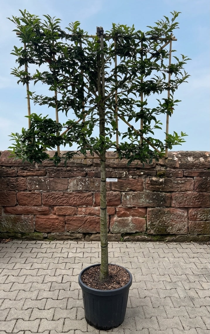 Laurier brenelia leiboom op lage stam 110 cm
