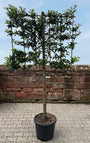 Laurier brenelia leiboom op lage stam 110 cm
