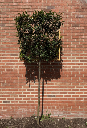 Leiboom - stamhoogte 120 cm