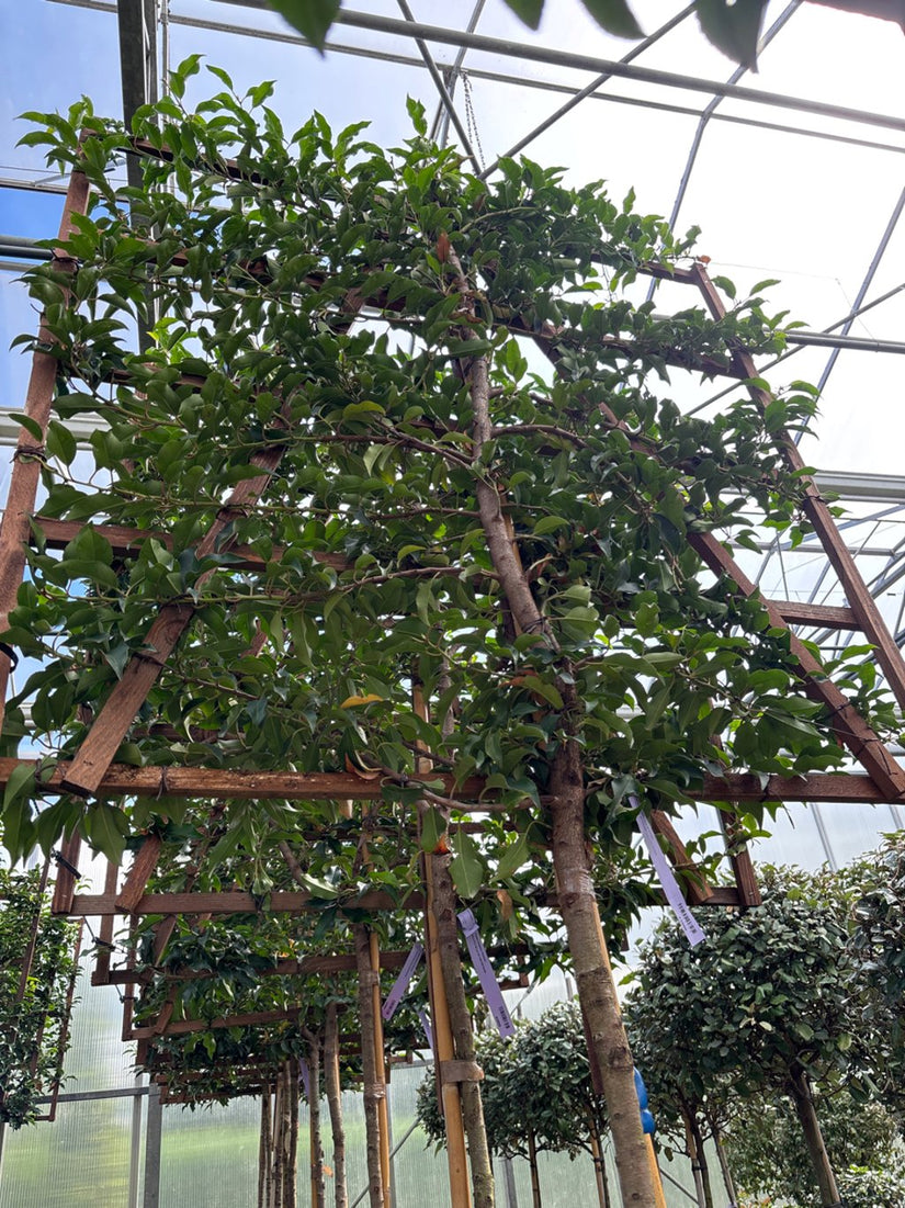 Portugese laurier - Prunus lusitanica 'Brenelia' leiboom