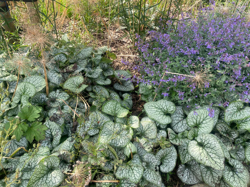 Kaukasische vergeet mij niet - Brunnera macrophylla 'Jack Frost'