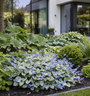 bonte Brunnera Sea Heart combinatie met rodgersia (achter), varens (rechts), elfenbloem (links) en hosta's (achter)