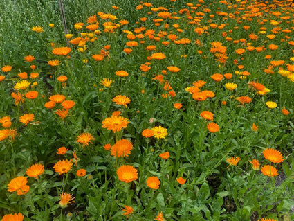 DCM bloemenmengels - voor nuttige insecten - Bloemenzaad voor 10m2