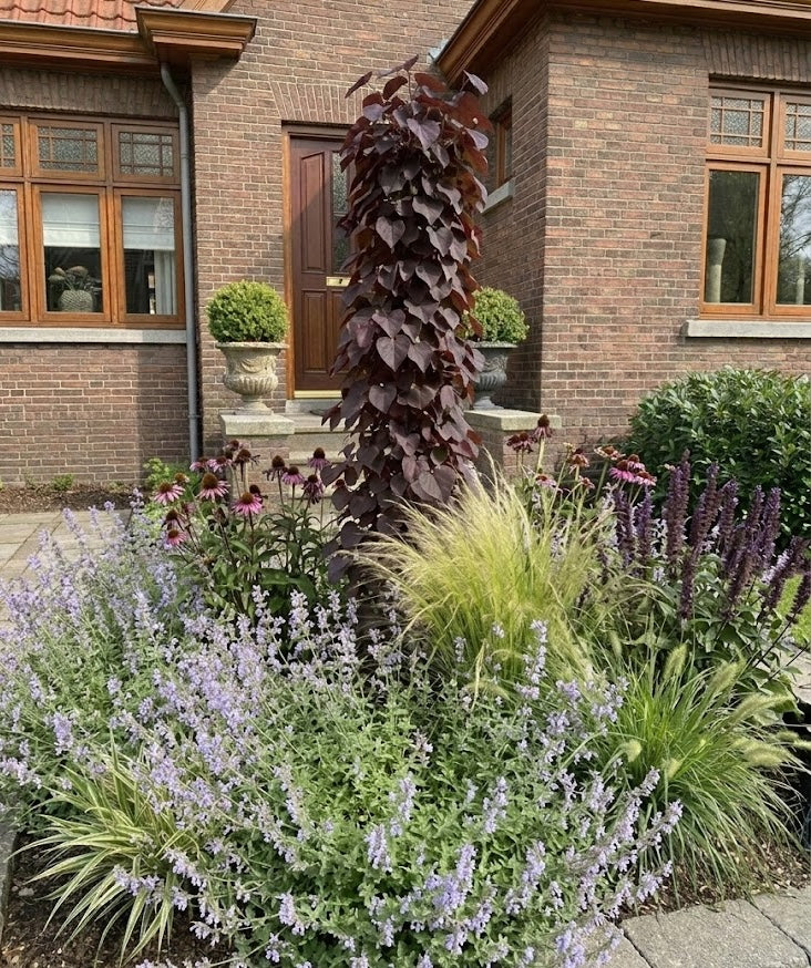 calimtha nepeta nepeta planten in border met Cercis zuilboom en onderbeplanting van Vedergras 'Stipa', Lampenpoetsersgras 'Pennisetum' en vaste planten zoals Zonnehoed 'Echinacea purpurea magnus' en Dropplant 'Agastache' black adder