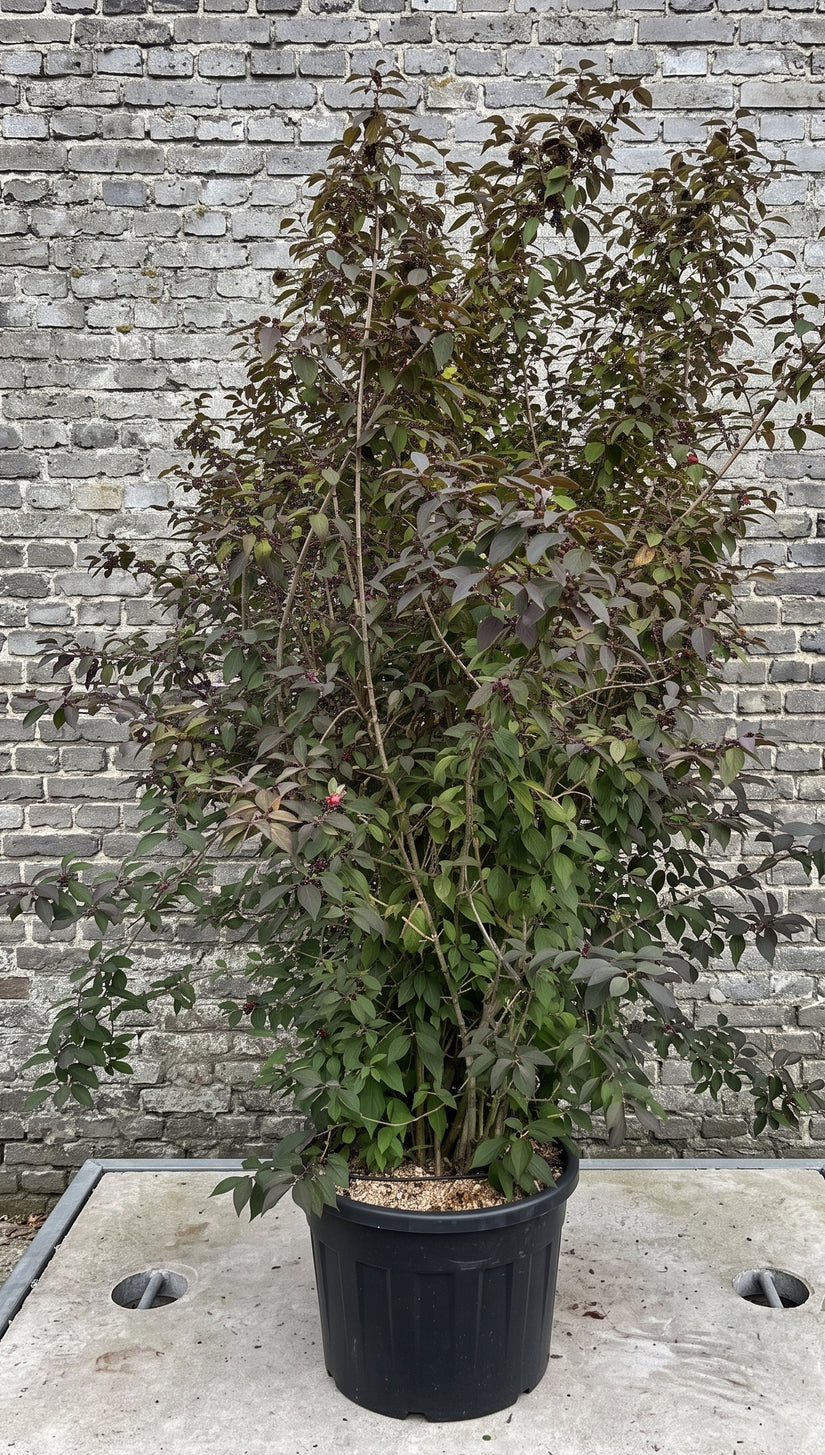 Schoonvrucht - Callicarpa bodinieri 'Profusion'
