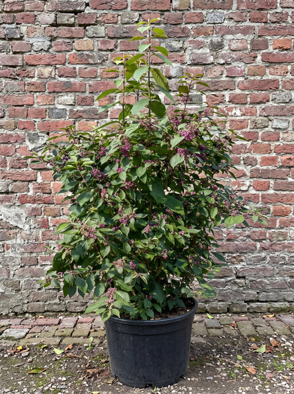 Schoonvrucht - Callicarpa bodinieri 'Profusion'