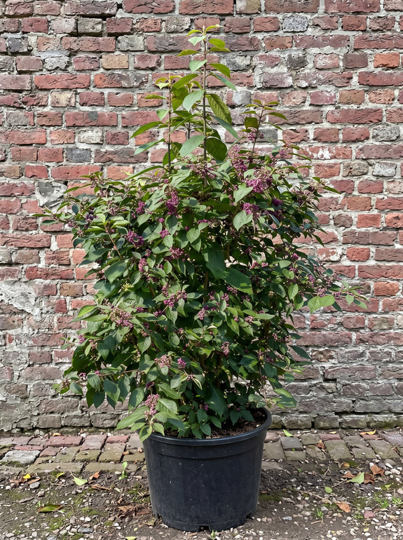 Schoonvrucht - Callicarpa bodinieri 'Profusion'