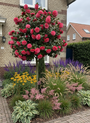 Japanse Roos - Camellia japonica Meerstammig of op stam