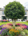 meerstammige camelia japonica - solitaire topkwaliteit 300-350 cm