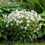 Kluwenklokje - Campanula glomerata 'Alba'