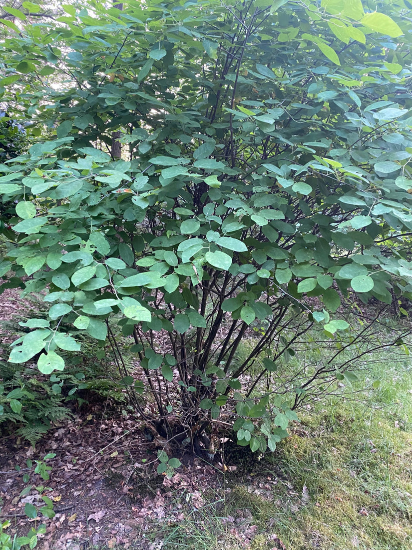 Canadese krentenboompje - Amelanchier canadensis