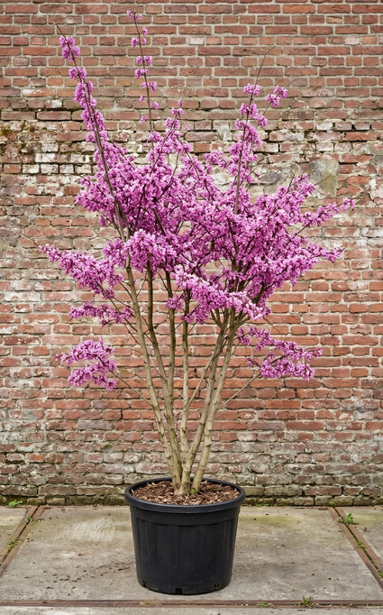 Gewone judasboom (Meerstammig) - Cercis Canadensis