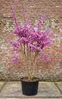 Gewone judasboom (Meerstammig) - Cercis Canadensis