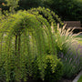 Erwtenstruik - Caragana arborescens 'Walker'