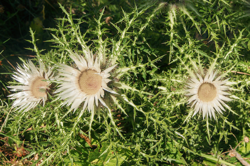 Zilverdistel - Carlina acaulis subsp. simplex