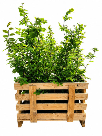 Haagbeuk - Carpinus betulus (Bladverliezende beuk) Aanbieding 50 stuks
