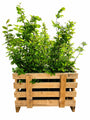 Haagbeuk - Carpinus betulus (Bladverliezende beuk) Aanbieding vanaf 50 stuks