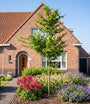 Haagbeuk Hoogstam boom - Carpinus betulus op hoge stam