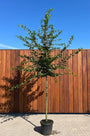 Haagbeuk boom (Hoogstam) - Carpinus betulus