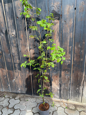 Hoogte 80-100 cm, C2.5 pot - vanaf 50 stuks