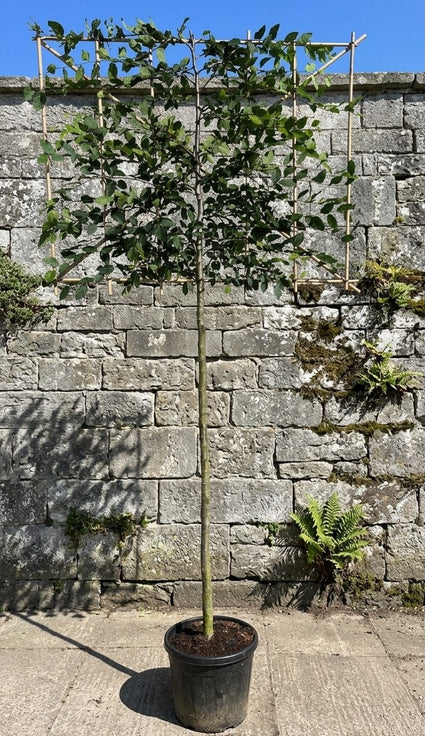 Carpinus Betulus stamhoogte 180cm - Breedte x hoogte rek 150x120 - Stamomtrek 12-14 cm