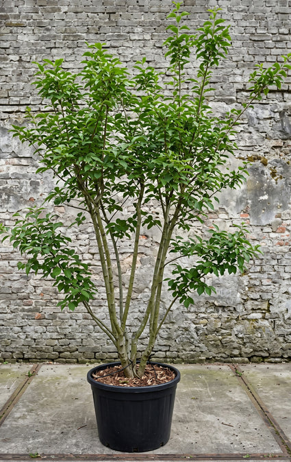 Haagbeuk (Bladverliezend, Zuilvorm) - Carpinus betulus