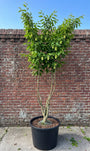 Japanse Haagbeuk (Meerstammig) - Carpinus Japonica