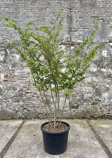 Japanse Haagbeuk (Meerstammig) - Carpinus Japonica