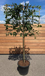 carpinus beuk leiboom halfstam, stamhoogte 110 cm