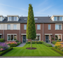 Zuilvormige Haagbeuk (max 10 meter) - Carpinus betulus 'Lucas'