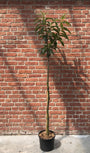 Tamme kastanje - Castanea sativa op stam
