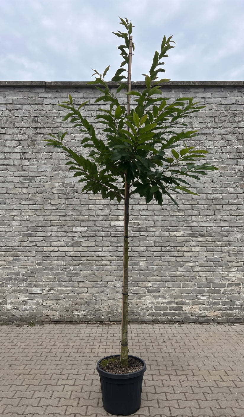 Tamme kastanje - Castanea sativa op stam