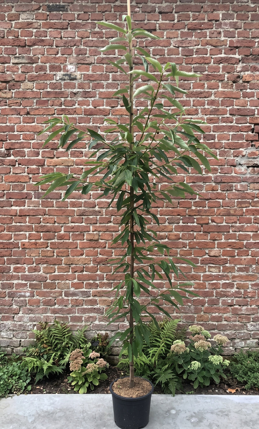 Meerstammige Tamme Kastanje (snel vruchtdragend) - Castanea Sativa