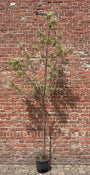 Bonte Tamme Kastanje - Castanea Sativa 'Variegata' hoogstam