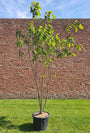 Meerstammige Trompetboom - Catalpa Bignonioides