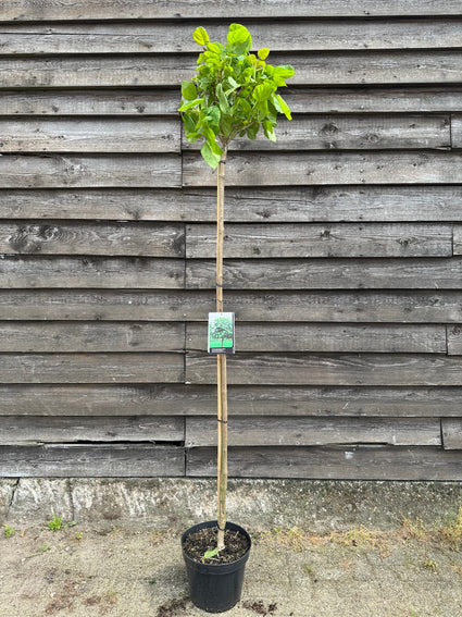 Trompetboom - Catalpa bignonioides 'Nana' bolvormige boom op stam