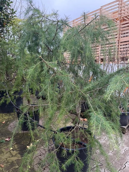 Himalaja Ceder - Cedrus deodara 'Golden Horizon'