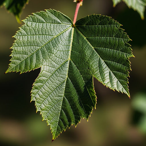 Netelboom - Celtis australis