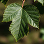 Netelboom - Celtis australis