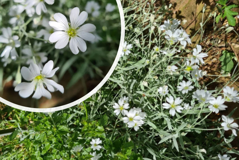 Viltige hoornbloem - Cerastium tomentosum