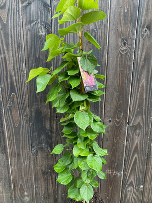 Zuilvorm 150-200 cm