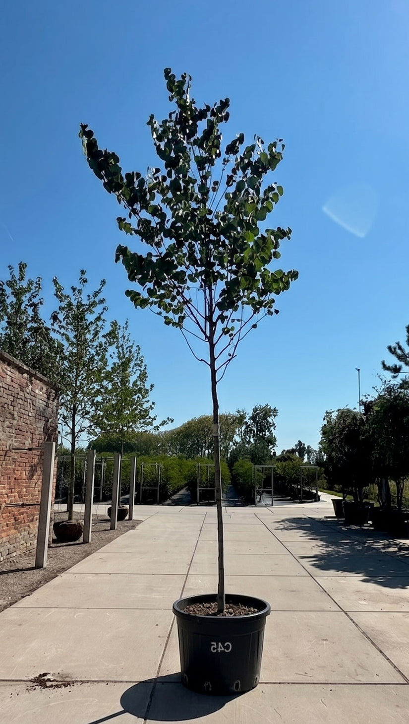 Gewone judasboom op hoge stam - Cercis Canadensis