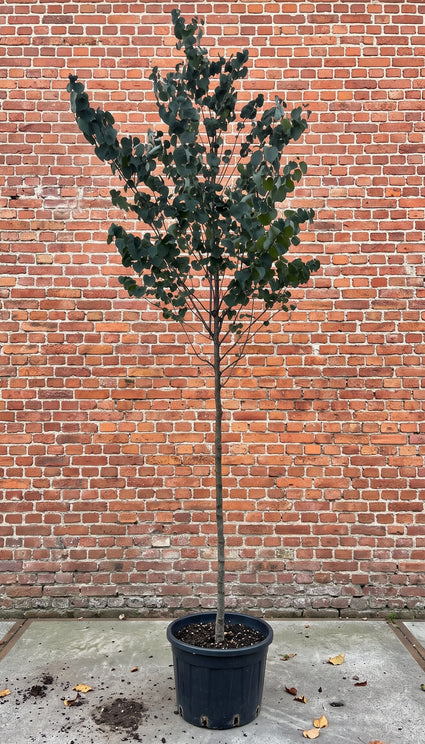 Gewone judasboom (Hoogstam) - Cercis Canadensis