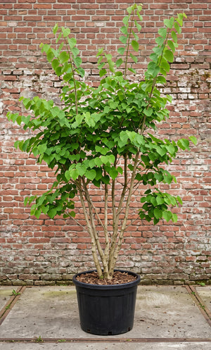 Meerstammig 200-250 cm, solitaire met keurmerken