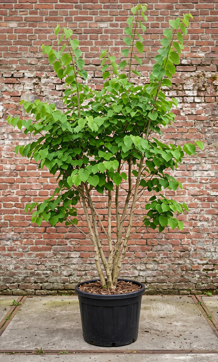 Gewone judasboom (Meerstammig) - Cercis Canadensis