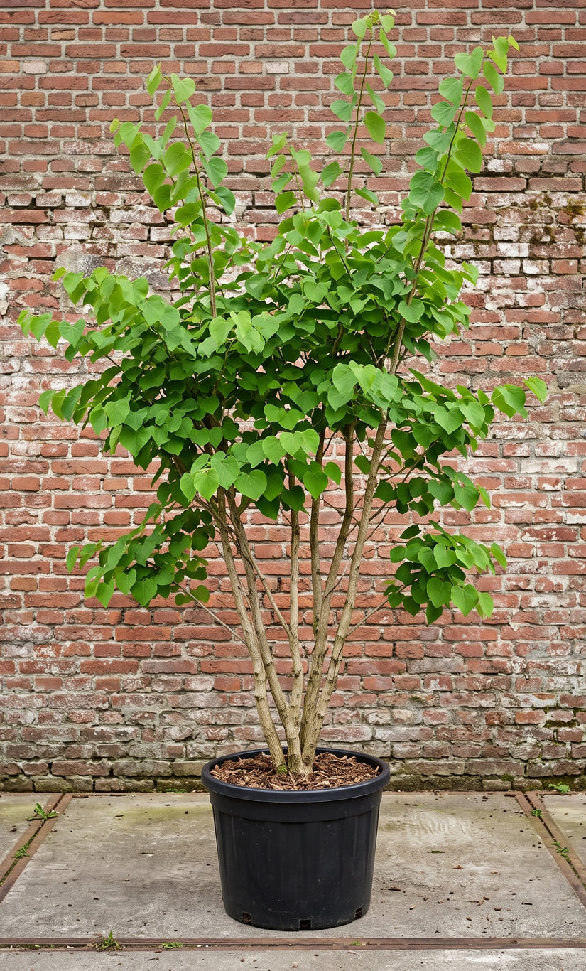 Gewone judasboom (Meerstammig) - Cercis Canadensis