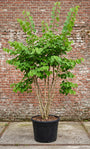 Gewone judasboom (Meerstammig) - Cercis Canadensis