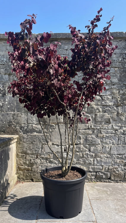 Amerikaanse Judasboom (Paars) - Cercis canadensis 'Forest Pansy'